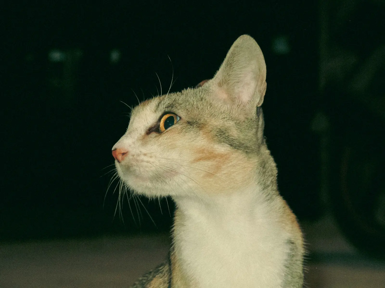 A street cat caught in the flash at night