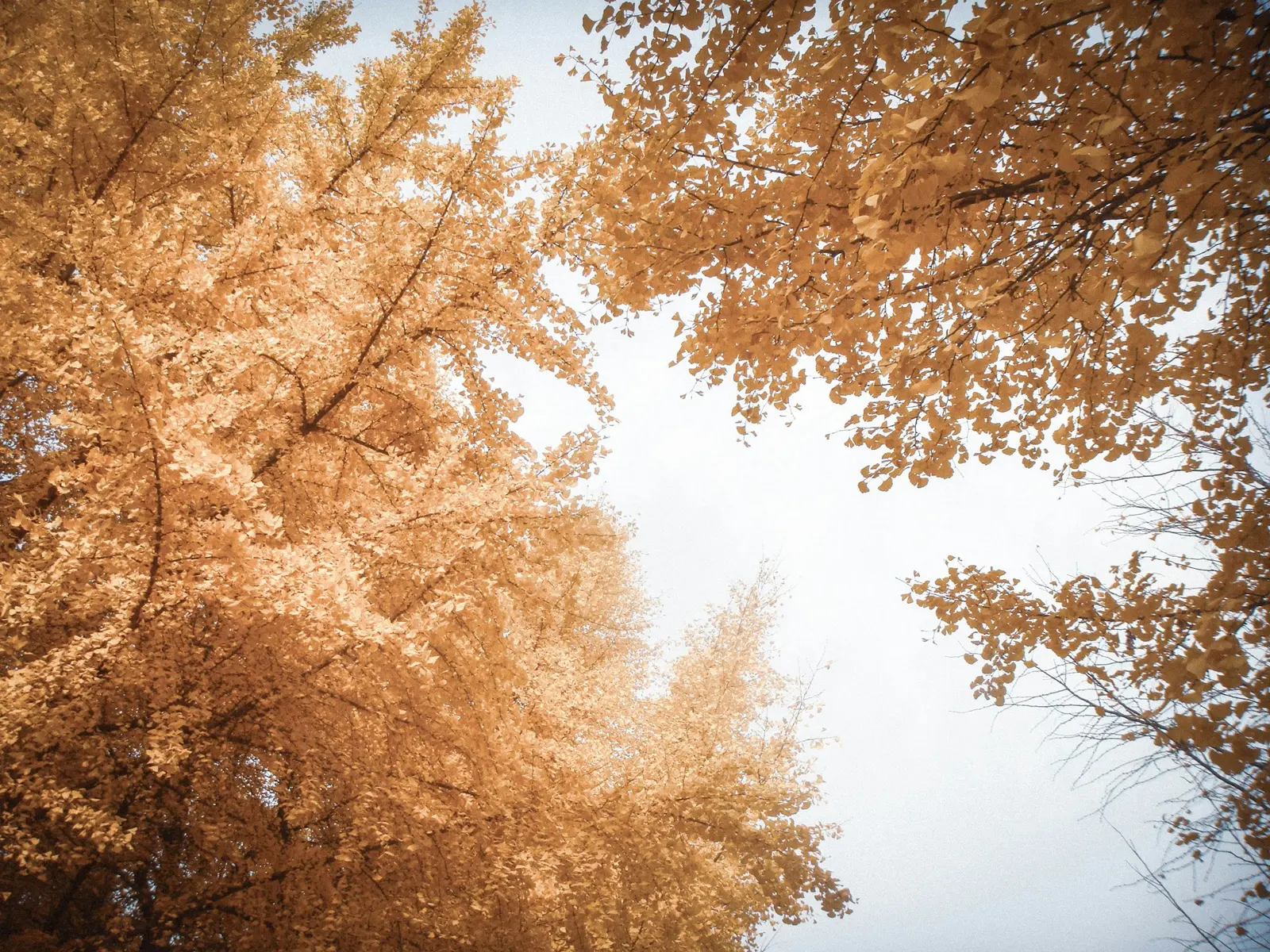 Golden ginkgo trees against a pale sky