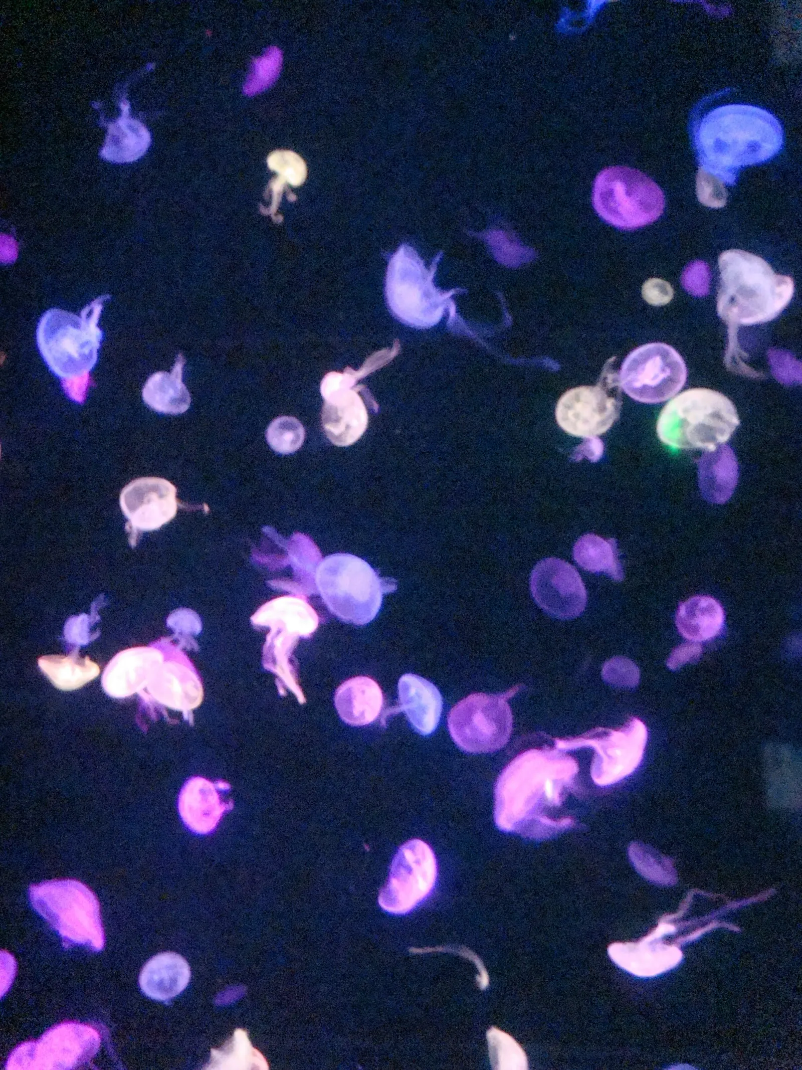 Jellyfish glowing purple in a dark tank